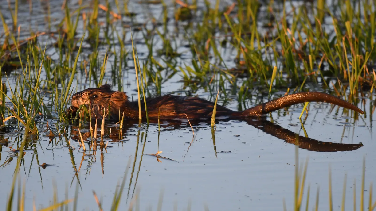6. You’re Seeing a Creature That Can Reshape Plant Communities (Muskrat, Public domain)