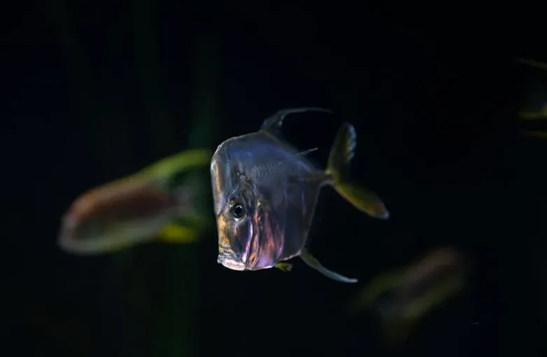 5. Hatchetfish: Invisible by Design (Image Credits: Pexels)