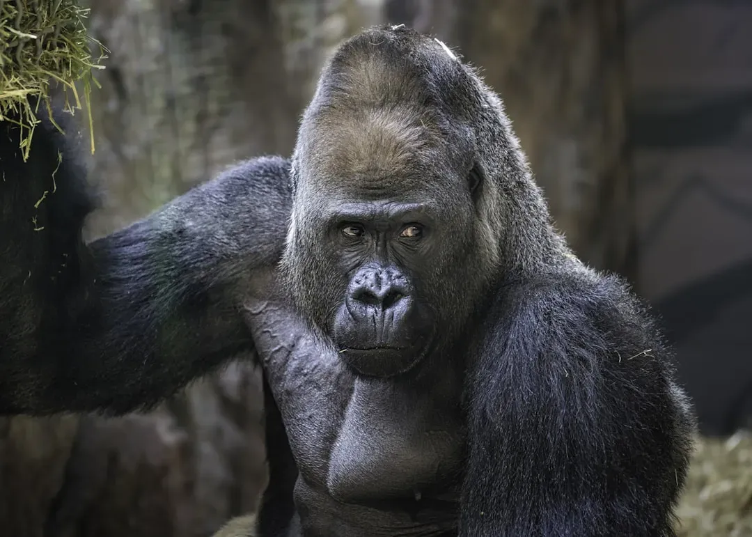 What Gorilla Gaze Can Teach You About Self‑Control (Image Credits: Unsplash)