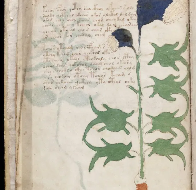 The Voynich Manuscript: A Book That Refuses to Talk (Image Credits: Flickr)
