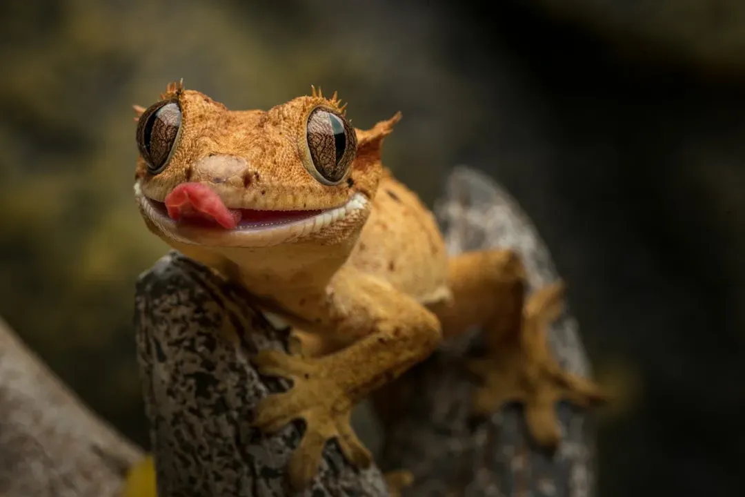 #8 - Crested Gecko: The "Extinct" Lizard That Became a Pet-Store Celebrity (Image Credits: Unsplash)