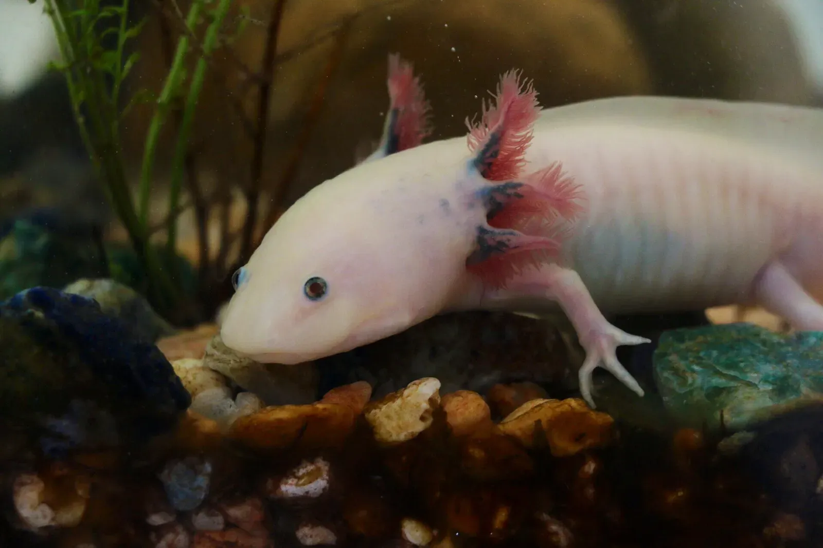 Life in the Wild: How an Axolotl’s World Shaped Its Superpowers (By Amandasofiarana, CC BY-SA 4.0)