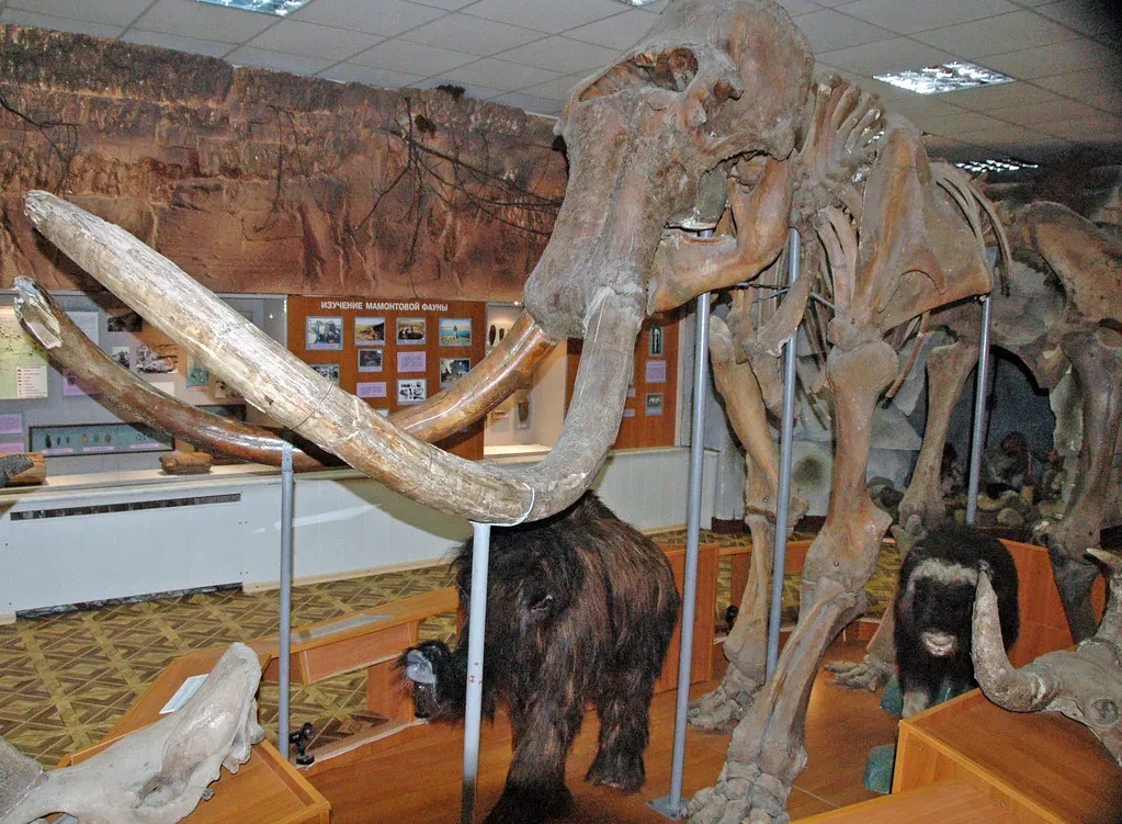 #13 - The Last Woolly Mammoths on a Tiny Arctic Island (James St. John, Flickr, CC BY 2.0)