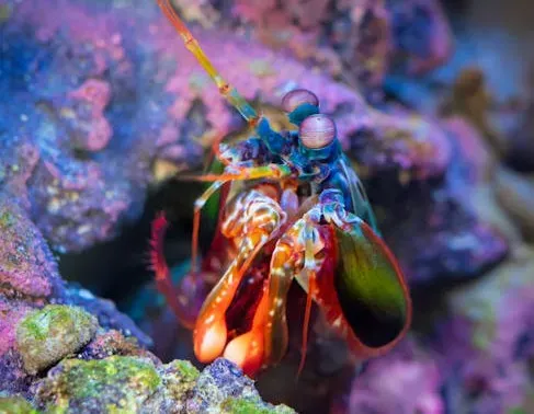 Mantis Shrimp Ultraviolet and Polarized Light Signals (Image Credits: Pexels)