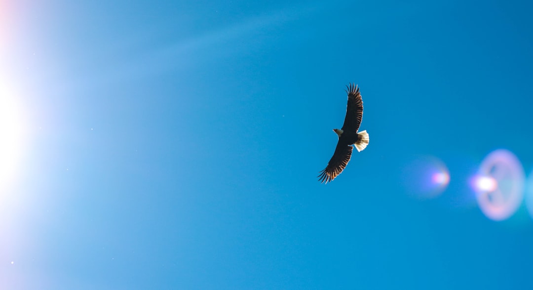 The Soaring Eagle: Aquarius's Visionary Companion (Image Credits: Unsplash)