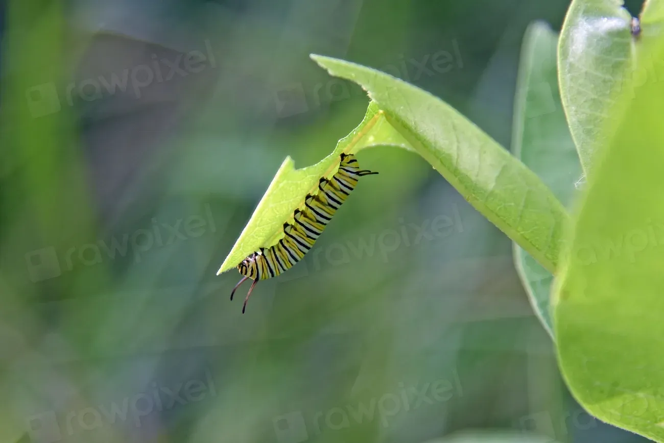 How You Can Engage: Seeing and Supporting the Hidden Battles (Image Credits: Rawpixel)