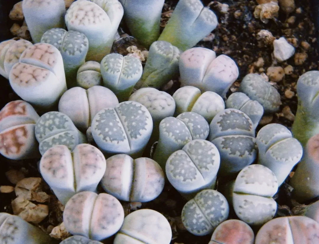 8. Lithops (Living Stones): Disappearing in Plain Sight (Image Credits: Unsplash)