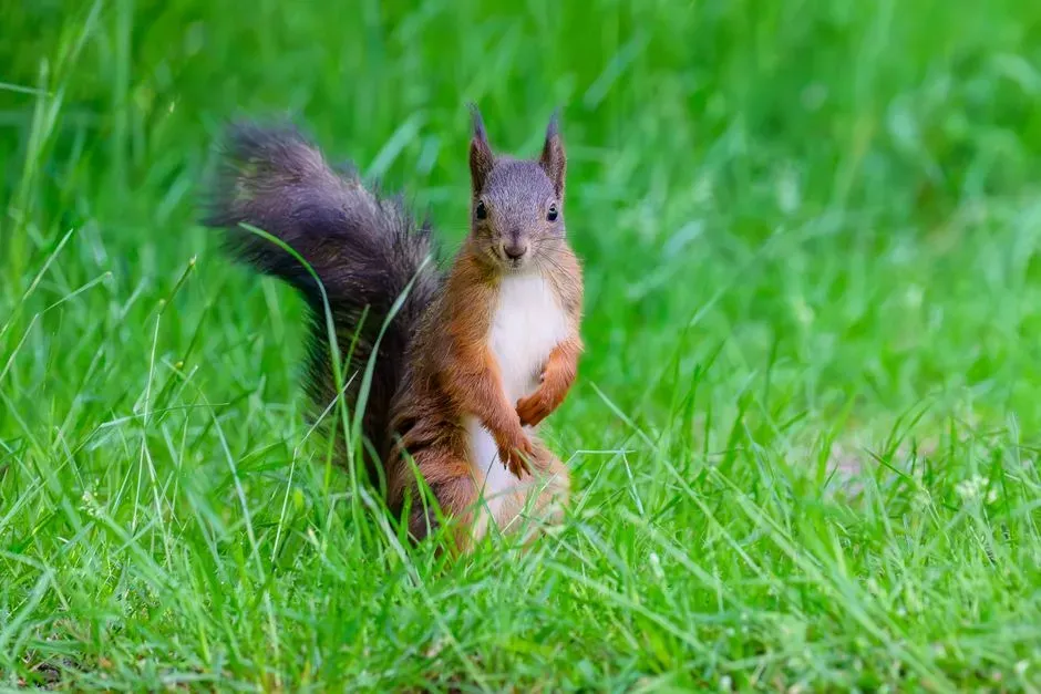 Conclusion: A Tiny Animal, a Loud Message (Image Credits: Pexels)