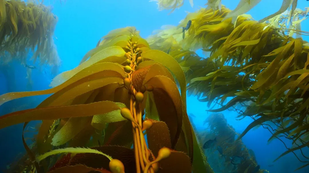 Why Giant Kelp and Bull Kelp Are So Vulnerable to Heat (Image Credits: Unsplash)