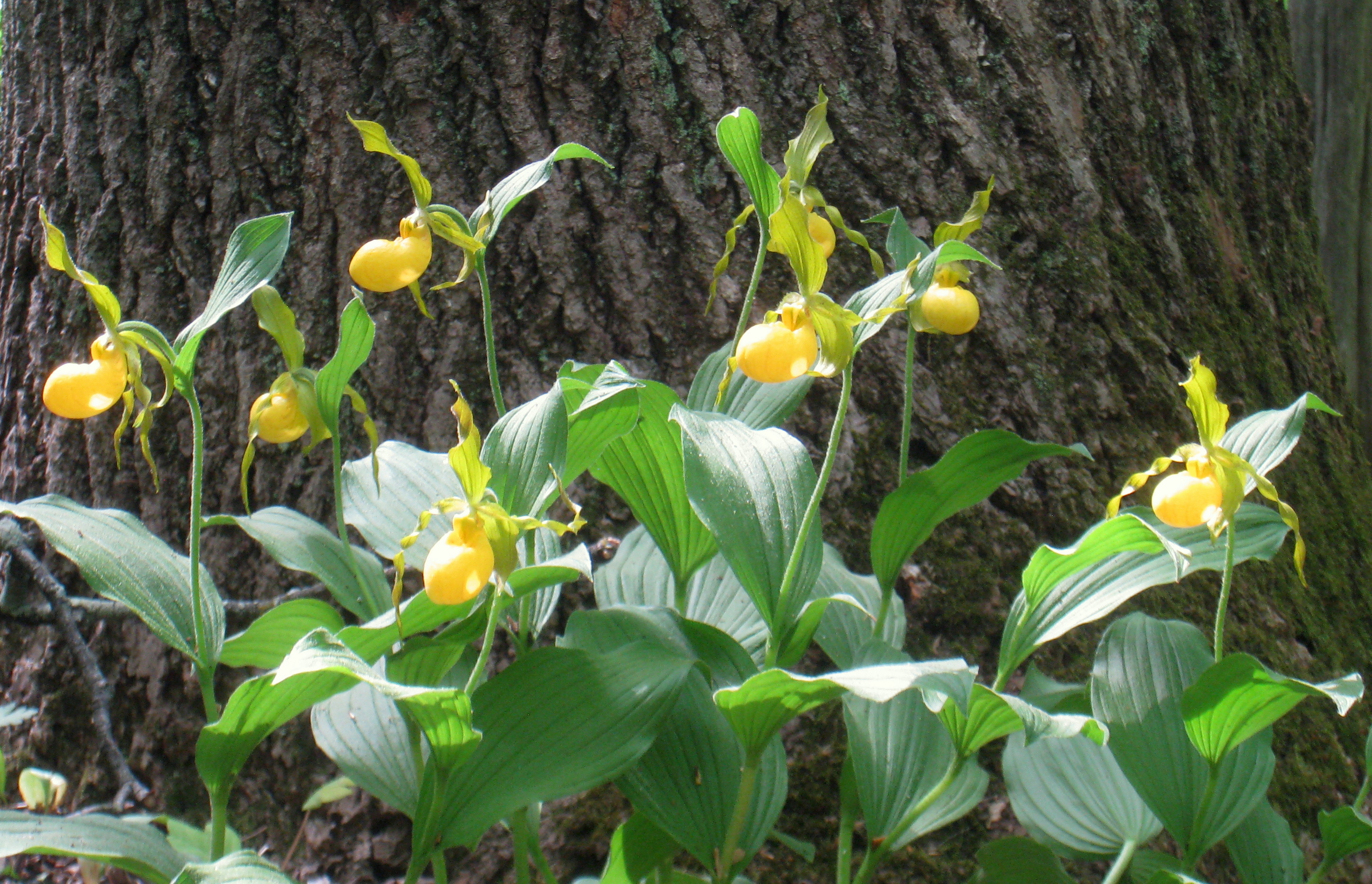Florida - Native Blooms Support Pollinators (Image Credits: Wikimedia)