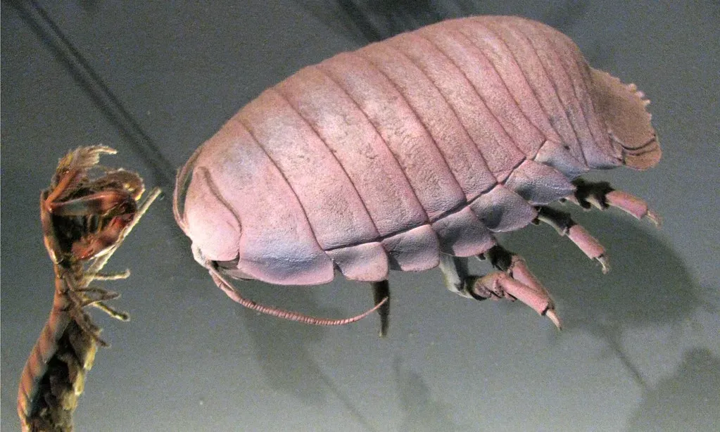 Capricorn – The Deep-Sea Isopod: Stoic Survivor Under Crushing Weight (edenpictures, Flickr, CC BY 2.0)