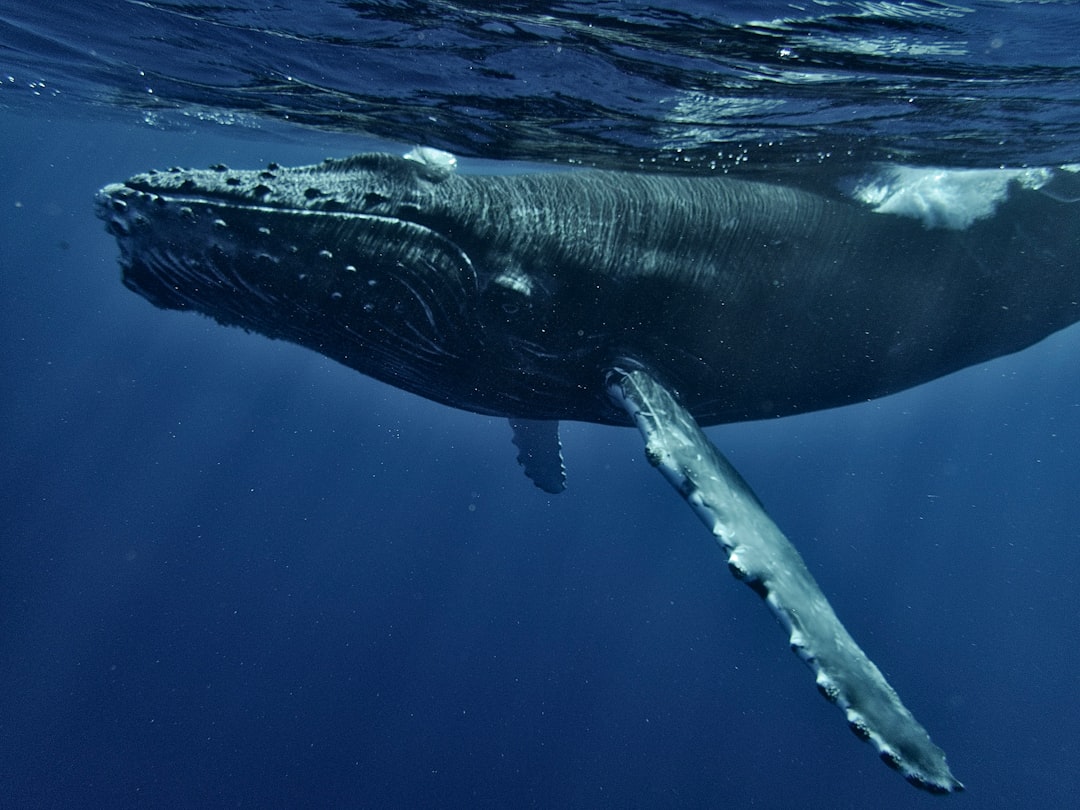 How Whale Tracking Technology Works (Image Credits: Unsplash)