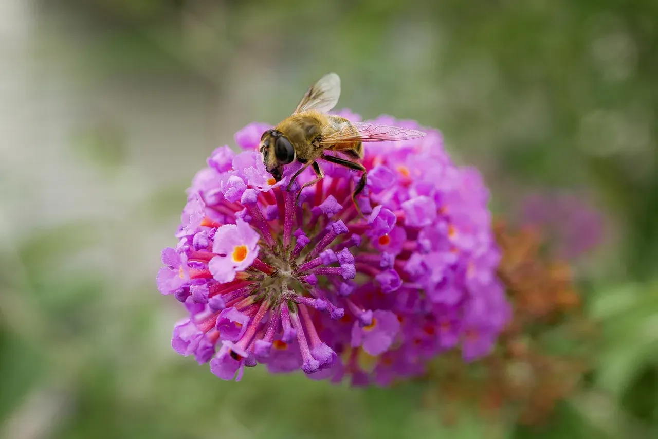 How Bees Use the Sun as a Compass (Image Credits: Pixabay)