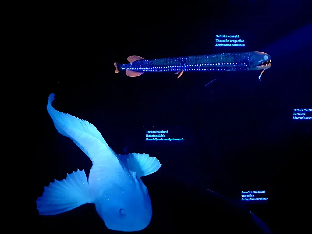 Bioluminescence: Light as a Deep-Sea Language (Image Credits: Flickr)