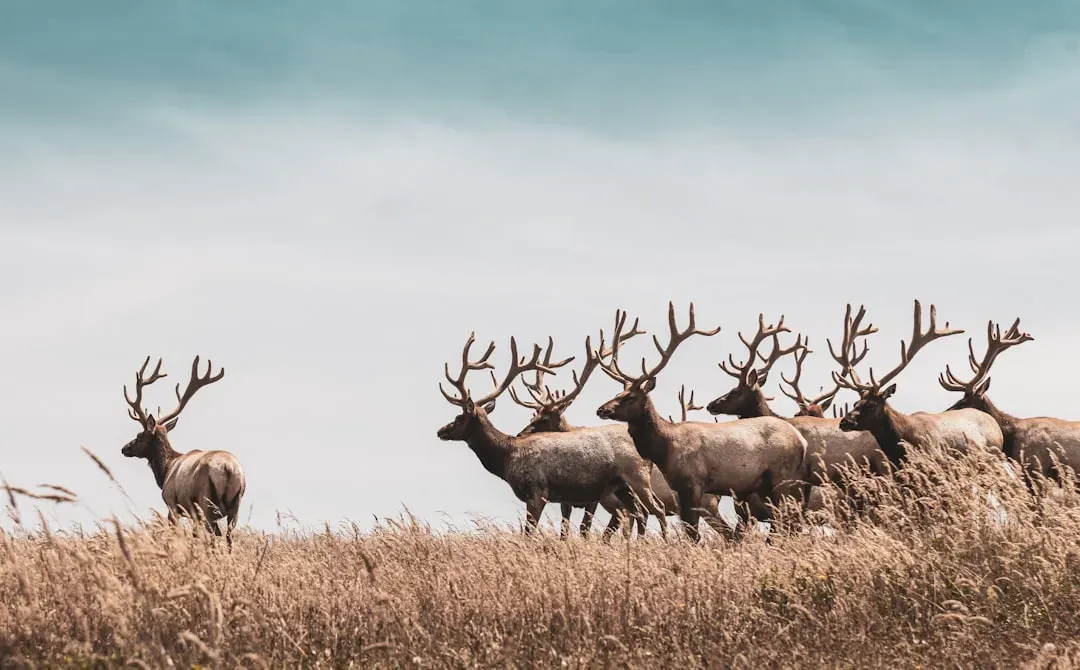 Loyal Protector of Your Herd (Image Credits: Unsplash)