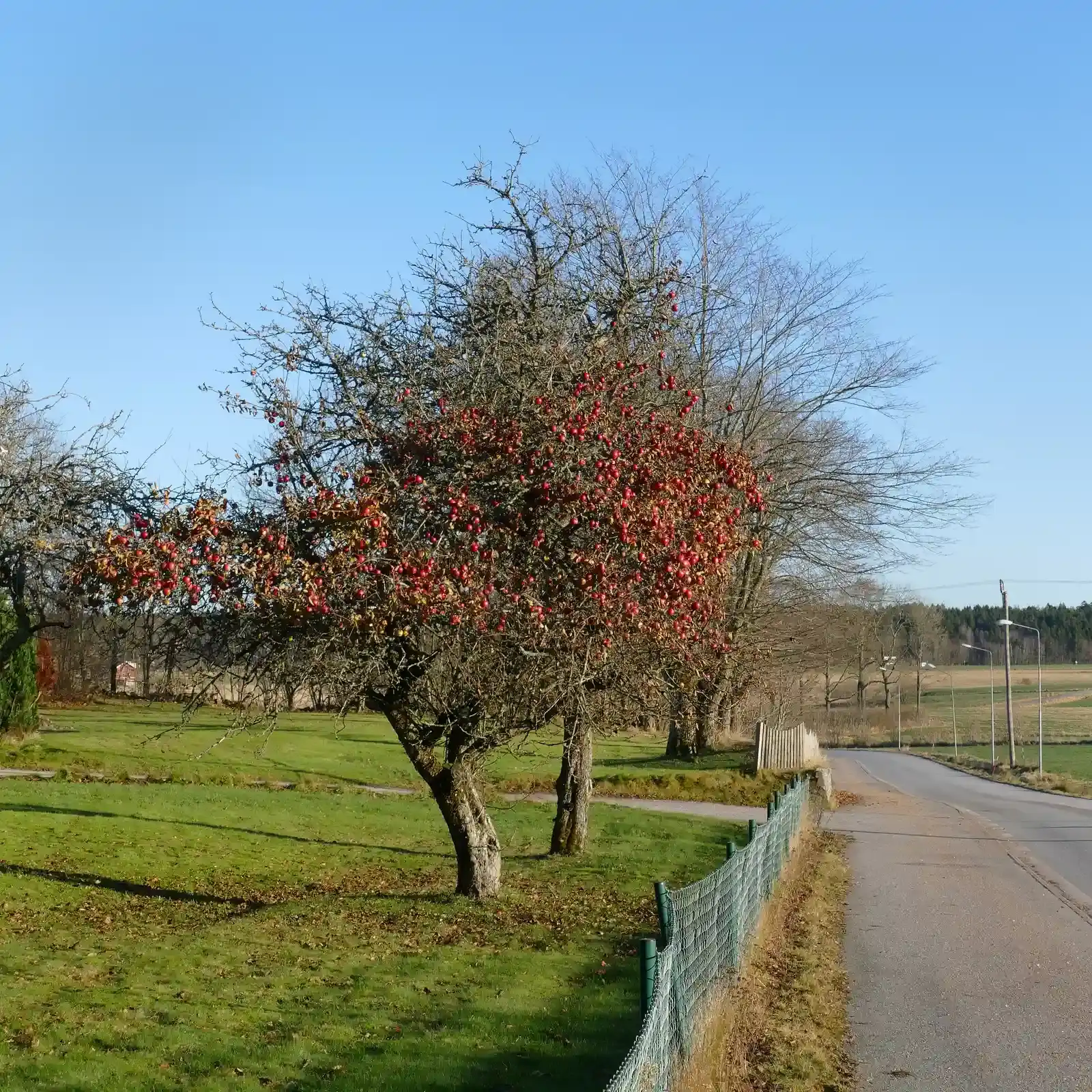1. The Last Burst of Color Gives Way to Bare Branches (By W.carter, CC BY-SA 4.0)