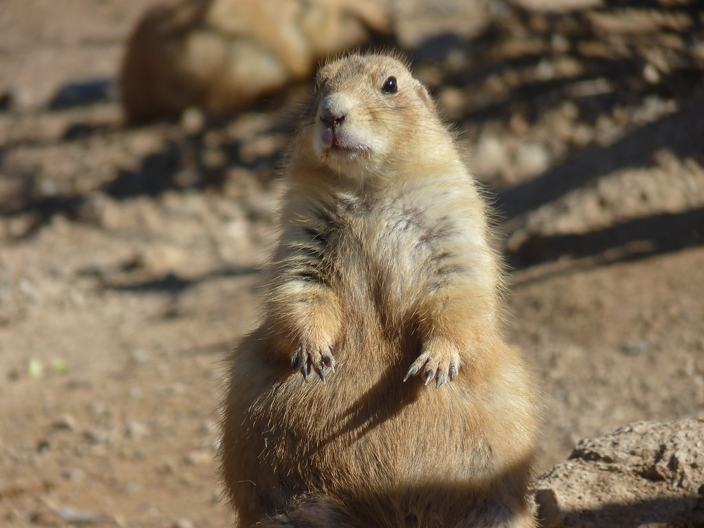 Challenges and Limitations (Image Credits: Flickr)