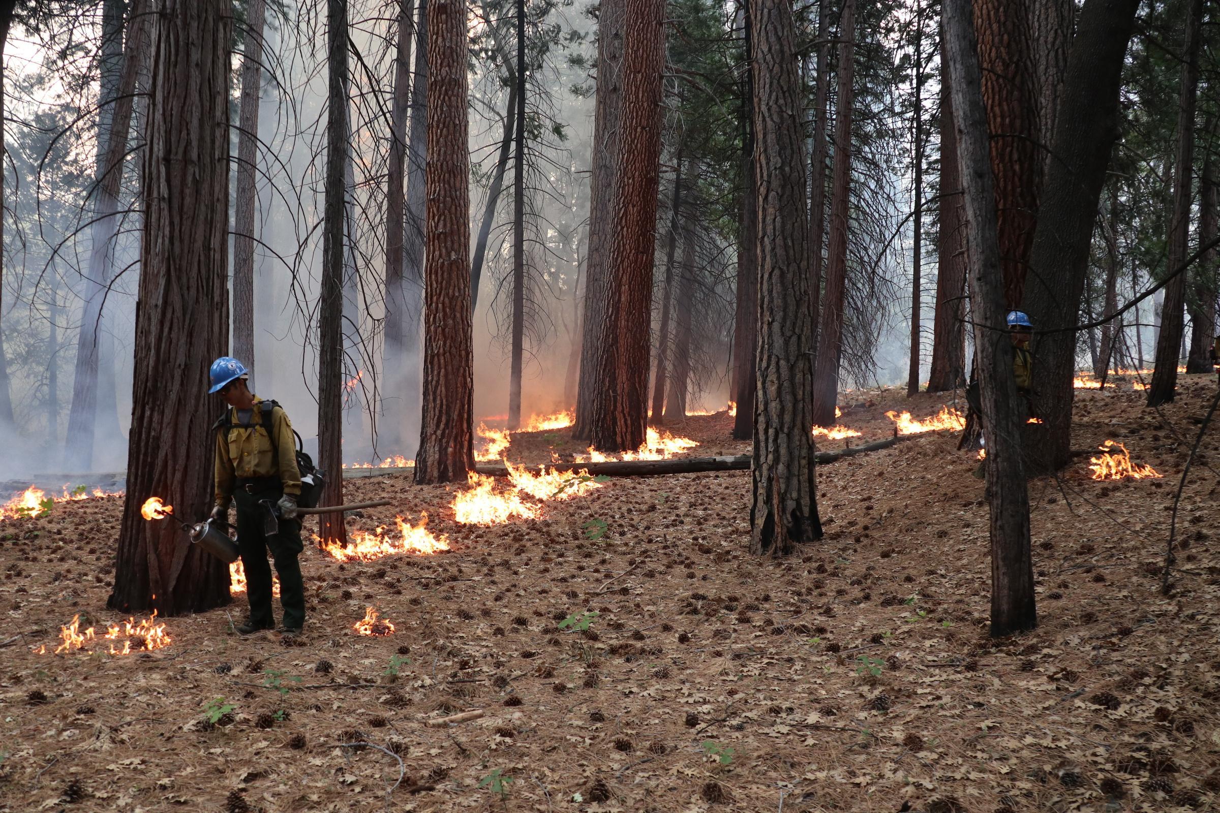The Future Landscape (Image Credits: Wikimedia)
