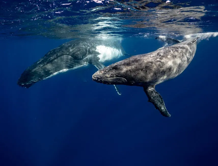 The Puzzle of Whale Song and Ocean-Wide Communication (Image Credits: Pexels)