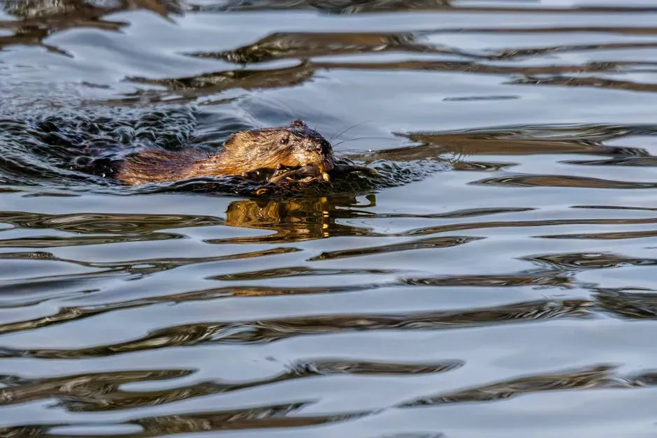 8. Their Activities Can Cool Streams and Help Struggling Fish (Image Credits: Pexels)