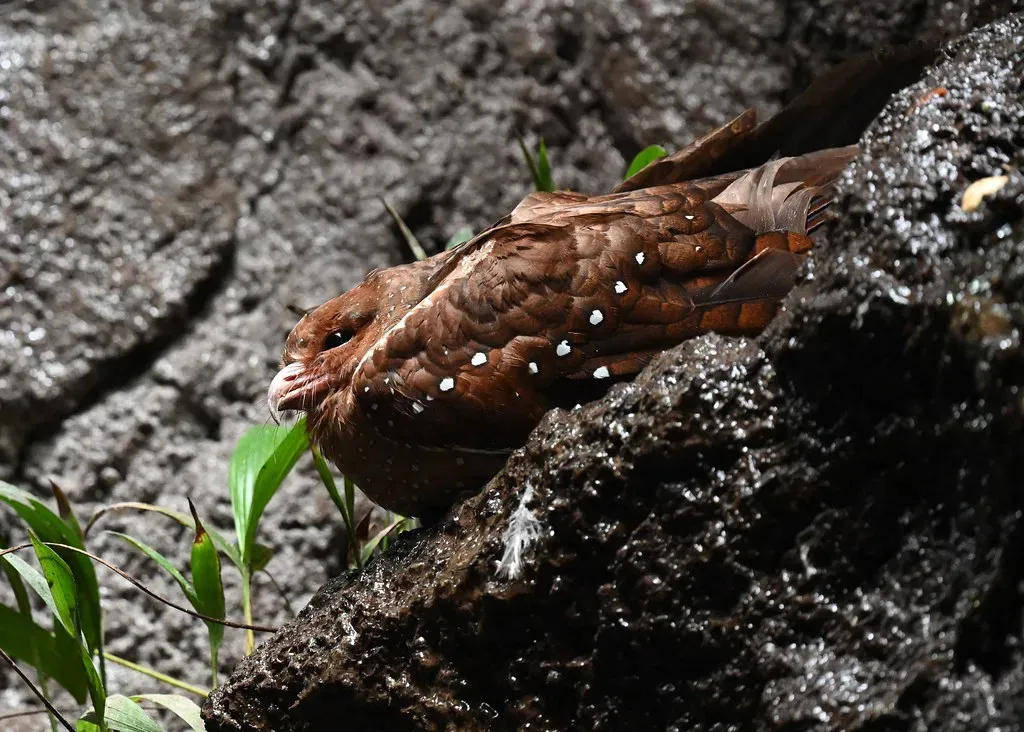 Shrews, Oilbirds, and Other Unexpected Echolocators (Wildreturn, Flickr, CC BY 2.0)