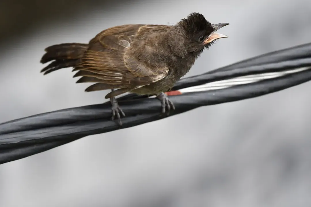 2. Bird Alarm Calls That Other Species Understand (Image Credits: Unsplash)