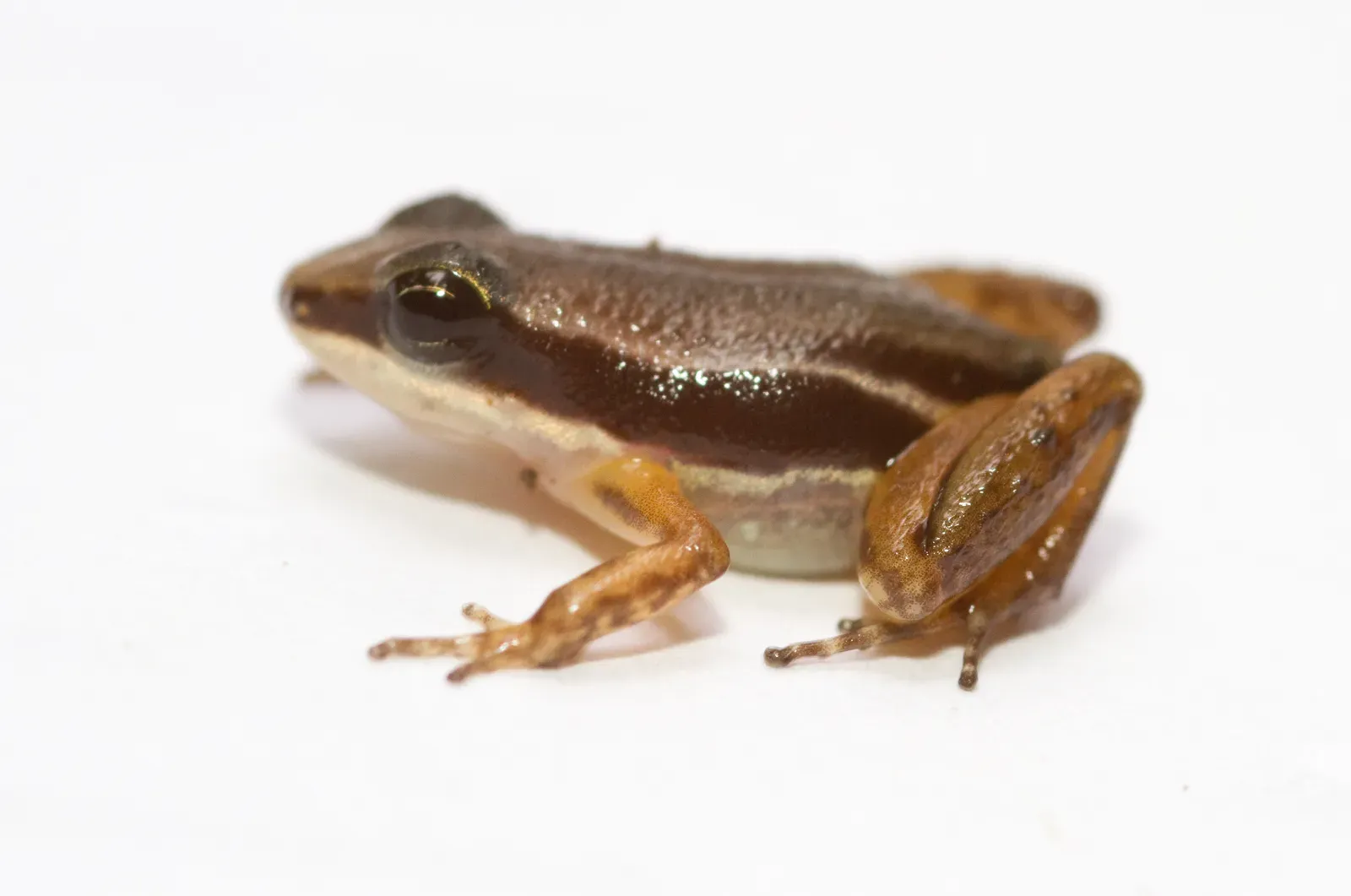 #1 – Amphibians: The Group Zoologists Suspect We're Getting Wrong Constantly (originally posted to Flickr as Silverstoneia flotator (Dunn, 1931), CC BY 2.0)