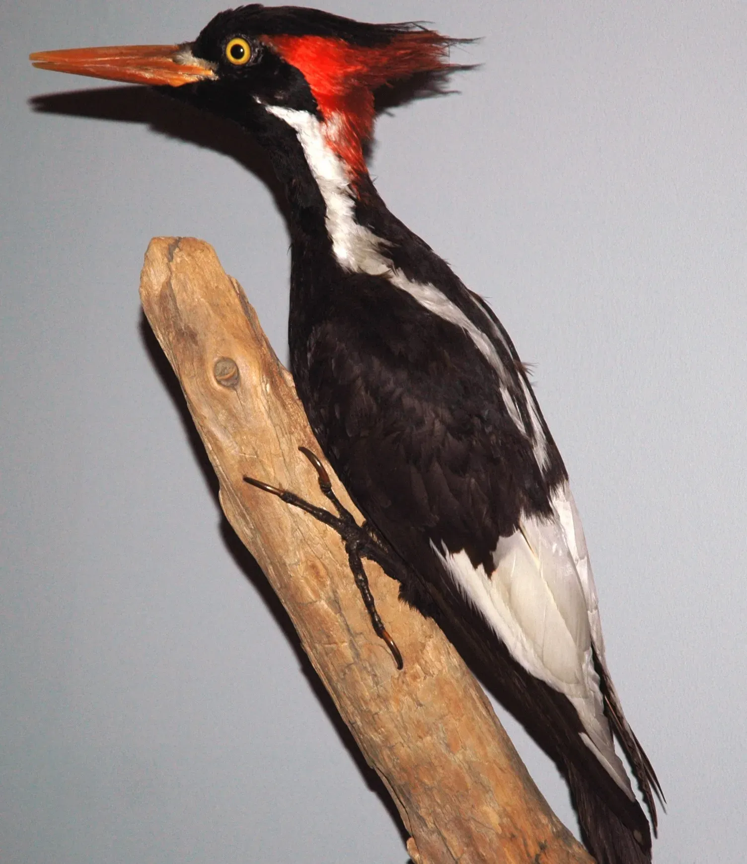 #1 - Ivory-Billed Woodpecker: The Rediscovery That May or May Not Have Happened (Image Credits: Wikimedia)