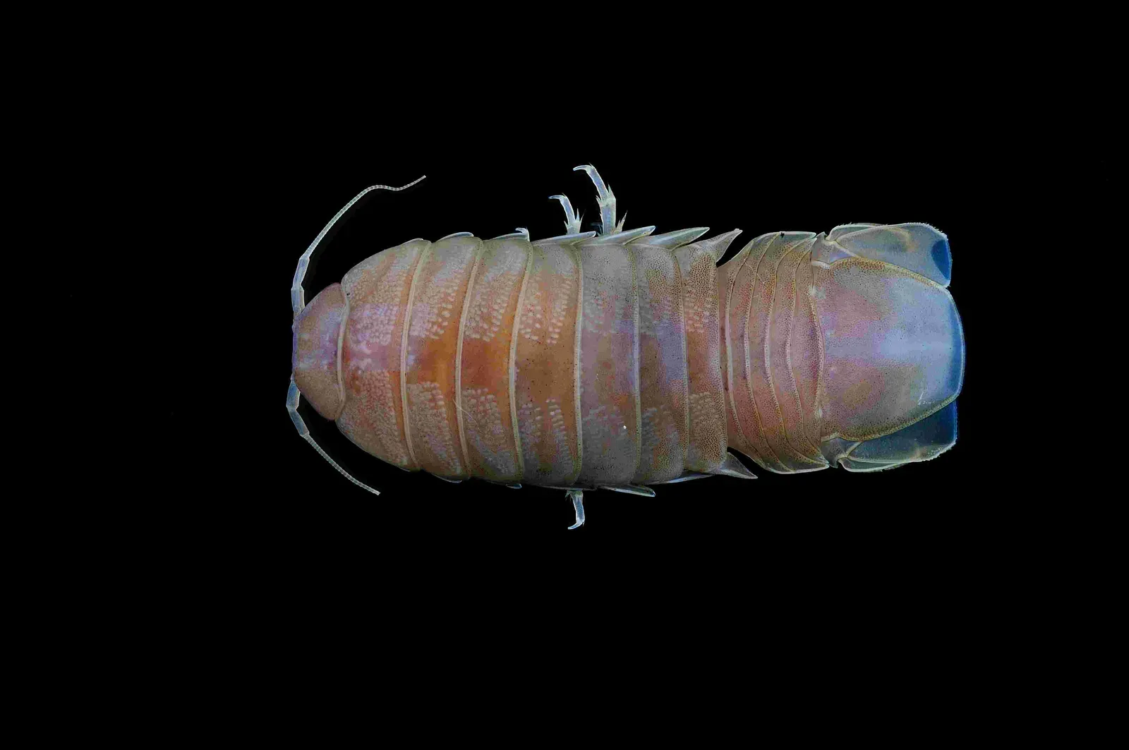 5. The Giant Isopod: The Deep Sea's Armored Scavenger (MNHN - Museum national d'Histoire naturelle (2020). The crustaceans collection (IU) of the Muséum national d'Histoire naturelle (MNHN - Paris). Version 68.158. Occurrence dataset https://doi.org/10.15468/qgvvhd accessed via GBIF.org on 2020-03-24. https://www.gbif.org/occurrence/1019683997, CC BY 4.0)