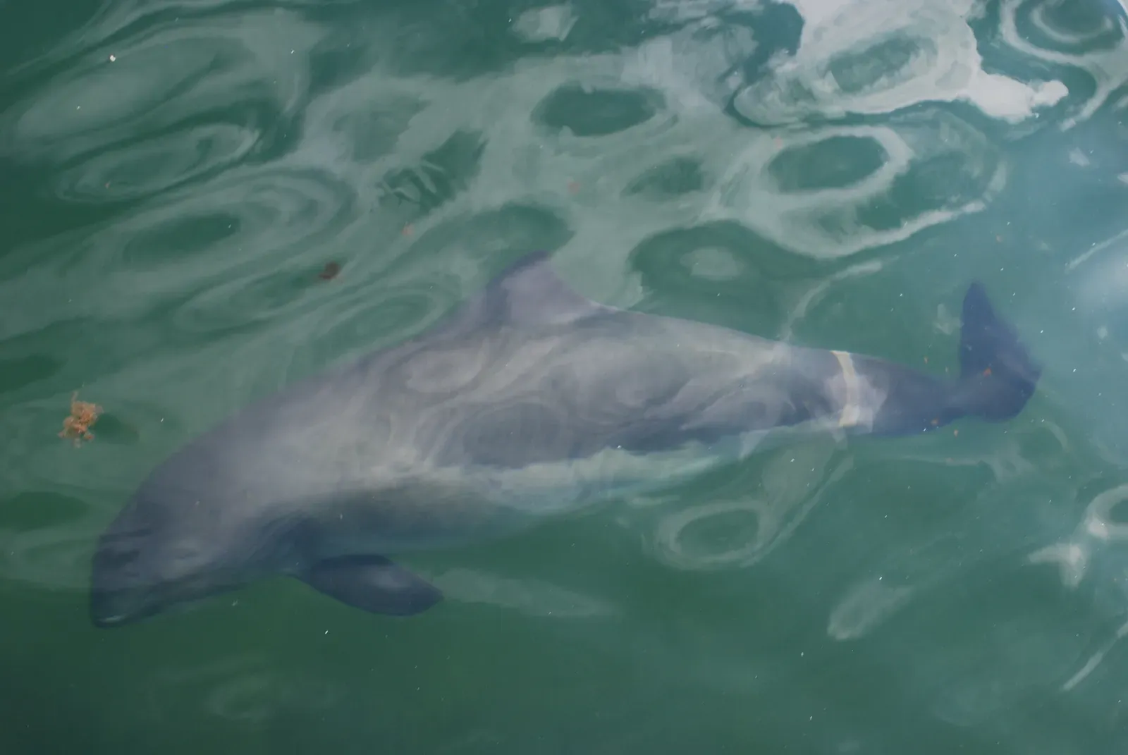 Vaquita – The World’s Rarest Porpoise on the U.S. Doorstep (Image Credits: Wikimedia)