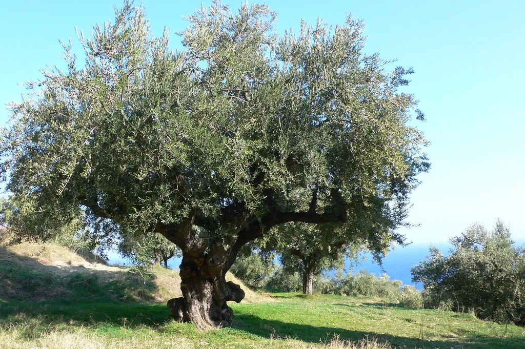Olive Trees: Twisting Witnesses of the Mediterranean Story (heatheronhertravels, Flickr, CC BY 2.0)