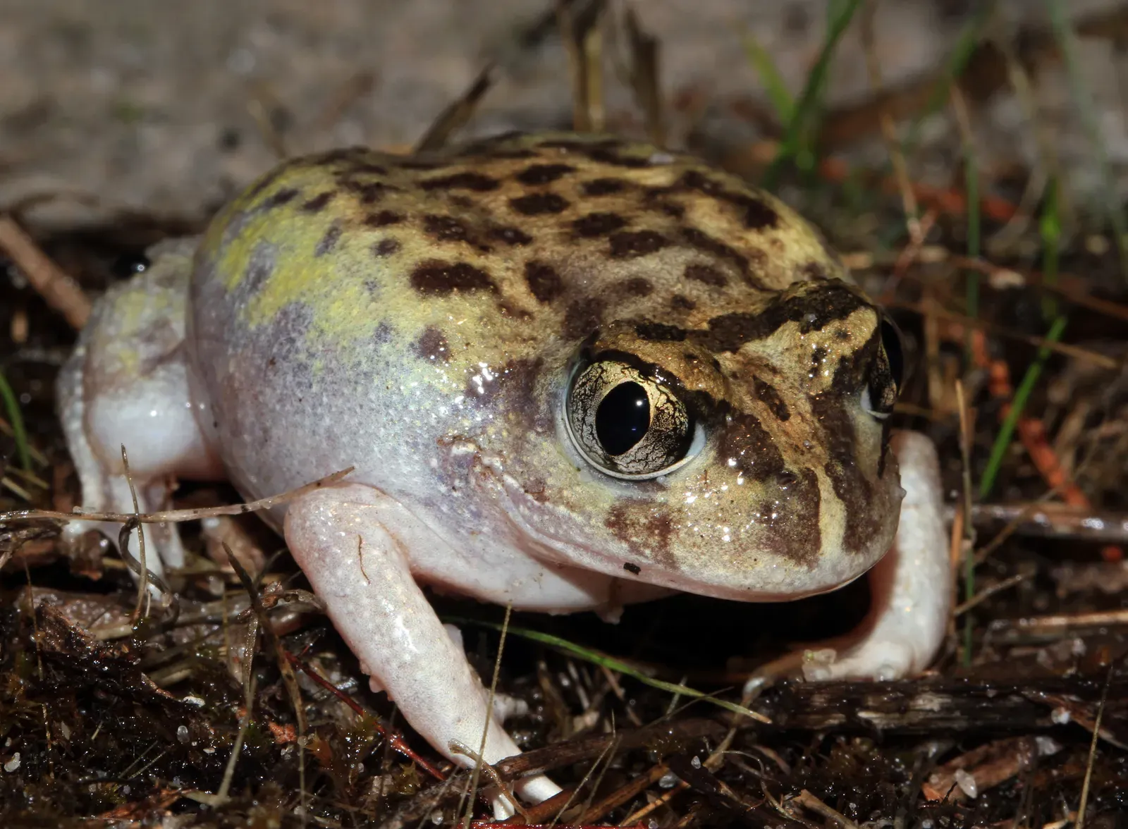 9. Spadefoot Toads: Desert Amphibians That Live Like Seeds (Mallee Spadefoot Toad (Neobatrachus pictus)Uploaded by SunOfErat, CC BY 2.0)