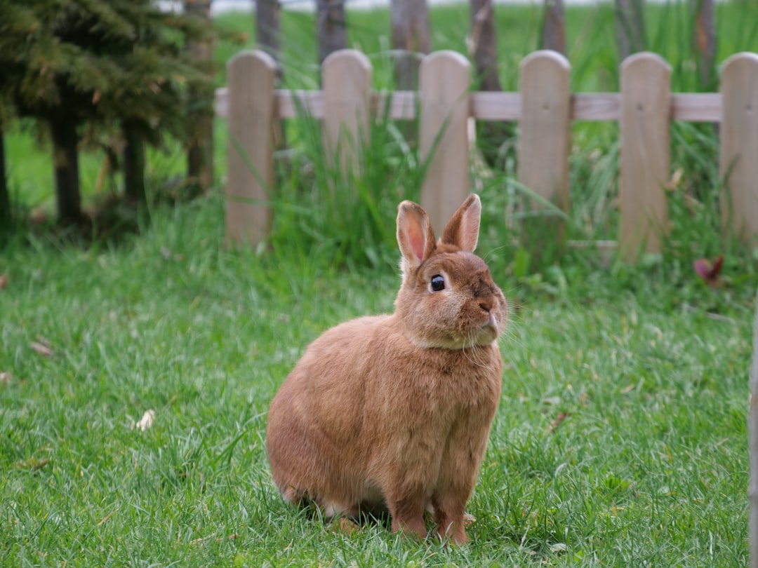 The Alert Rabbit: Grace Under Pressure (Image Credits: Unsplash)