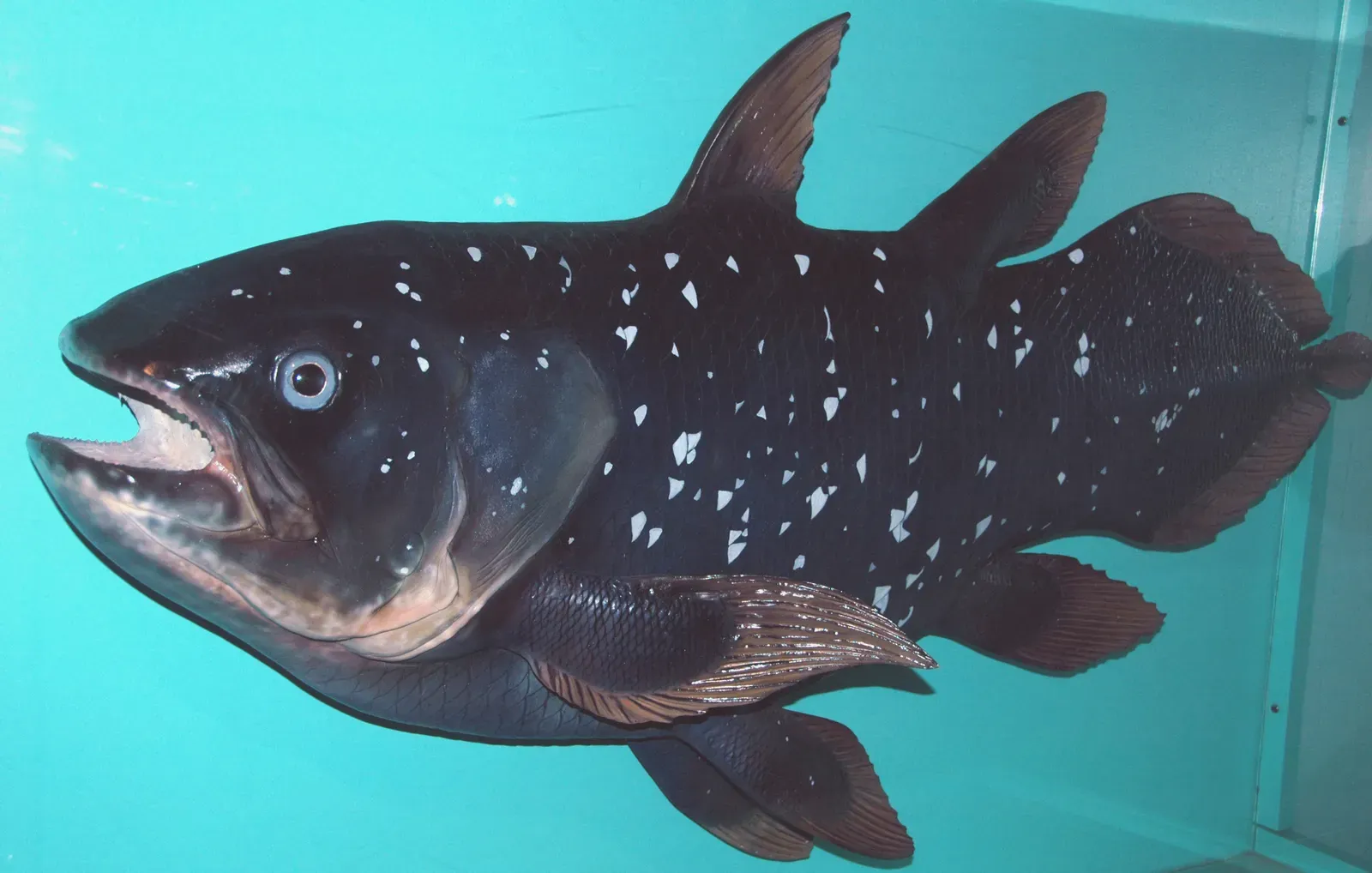 The Bottom Line (Latimeria chalumnae (model) (coelacanth) 1, CC BY 2.0)
