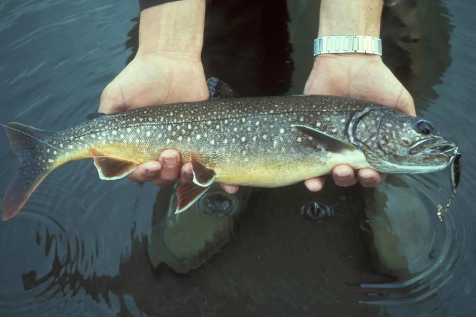 How Scientists Think About Zombie Trout: Food Webs, Not Horror Stories (By U.S. Fish and Wildlife Service, Public domain)