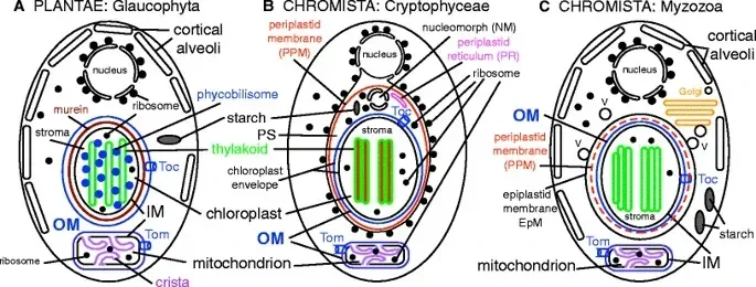 1. Mitochondria: Your Microscopic Power Plants (Fig. 3 at Kingdom Chromista and its eight phyla: a new synthesis emphasising periplastid protein targeting, cytoskeletal and periplastid evolution, and ancient divergences. In: Protoplasma 255, pages 297–357 (2018); doi:10.1007/s00709-017-1147-3, CC BY-SA 4.0)