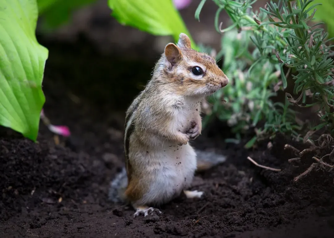 Chipmunks as Garden Villains or Unsung Helpers? (Image Credits: Unsplash)