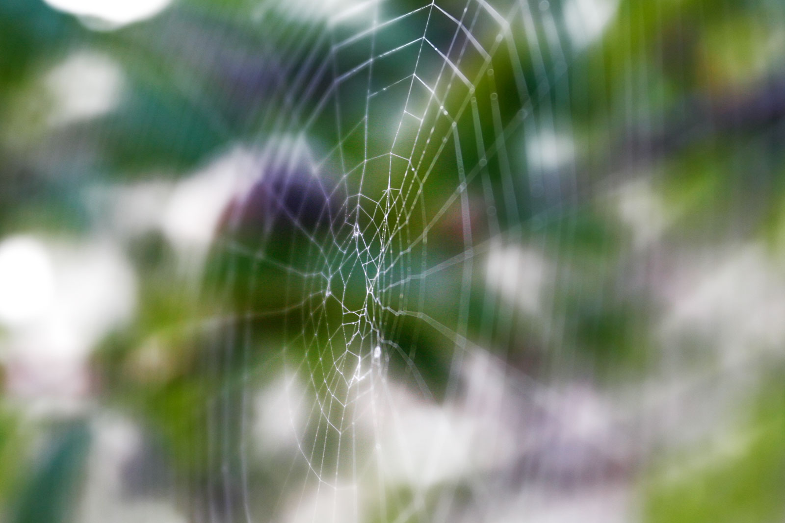 Orb-weaving Spiders (Image Credits: Wikimedia)