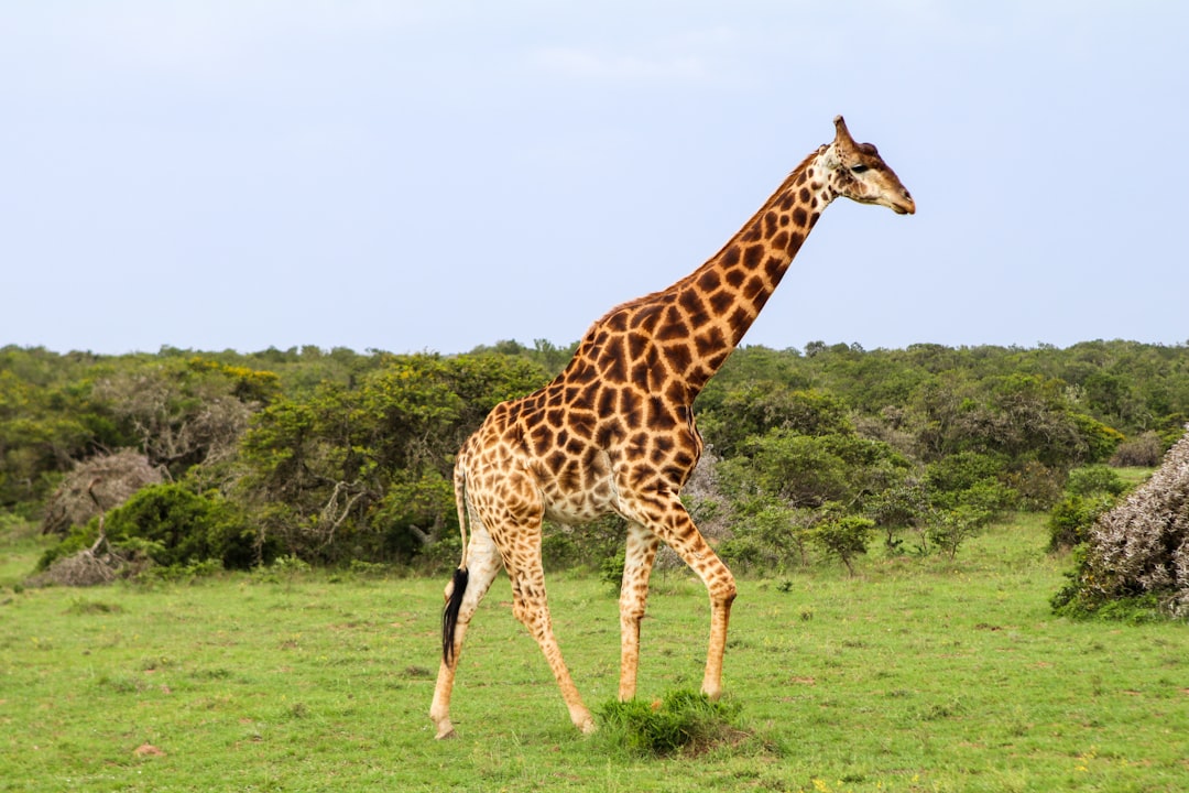 Giraffe (Image Credits: Unsplash)
