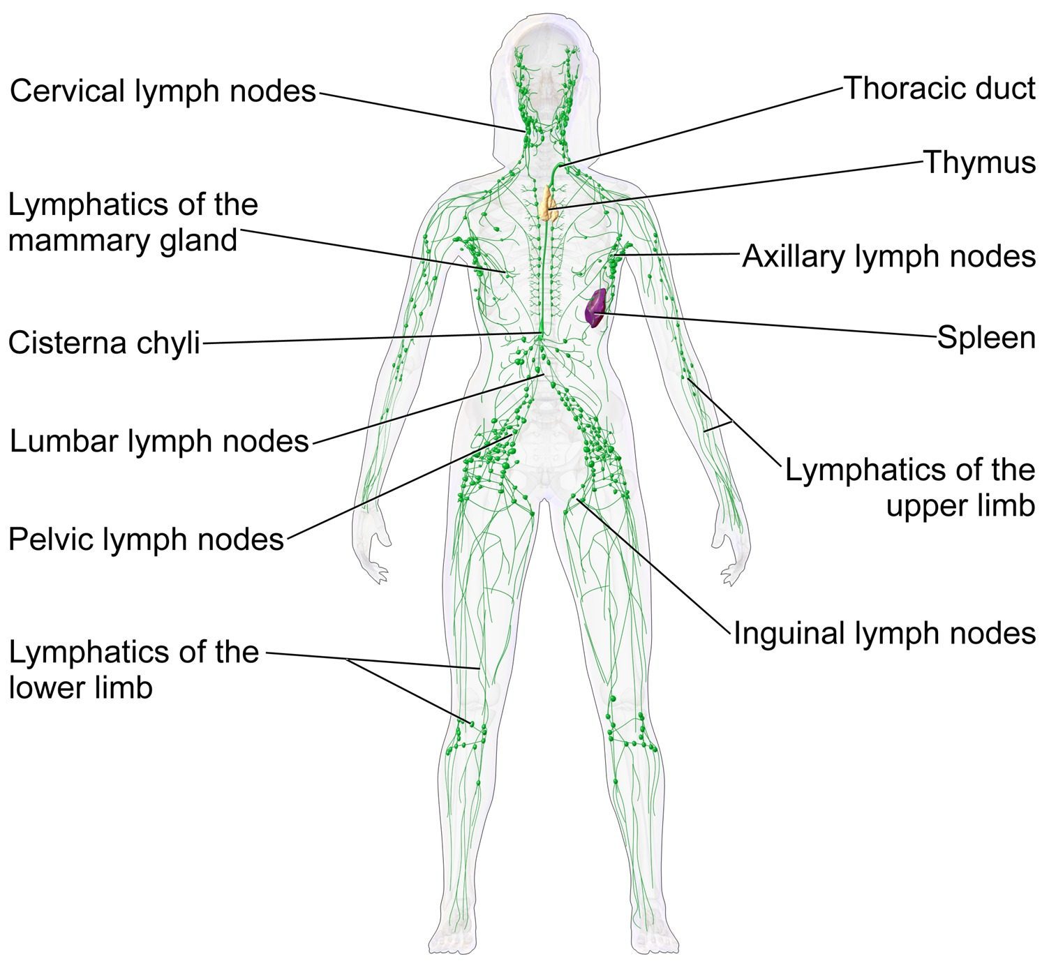 The Interstitium as a Cancer Highway (Image Credits: Wikimedia)