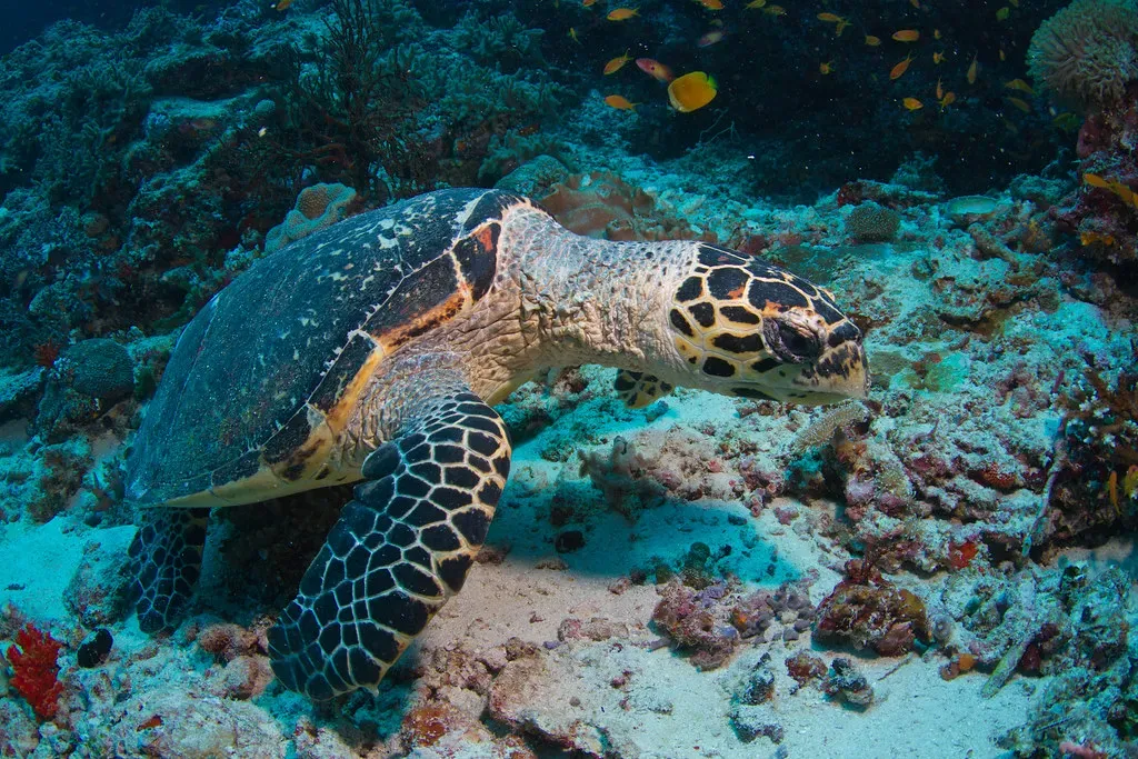 Hawksbill Turtle – The Jewel-Shelled Navigator of Coral Reefs (Tchami, Flickr, CC BY-SA 2.0)