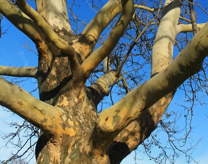 #9 - Bark Thickens and Cork Cells Multiply Almost Overnight (Image Credits: Flickr)