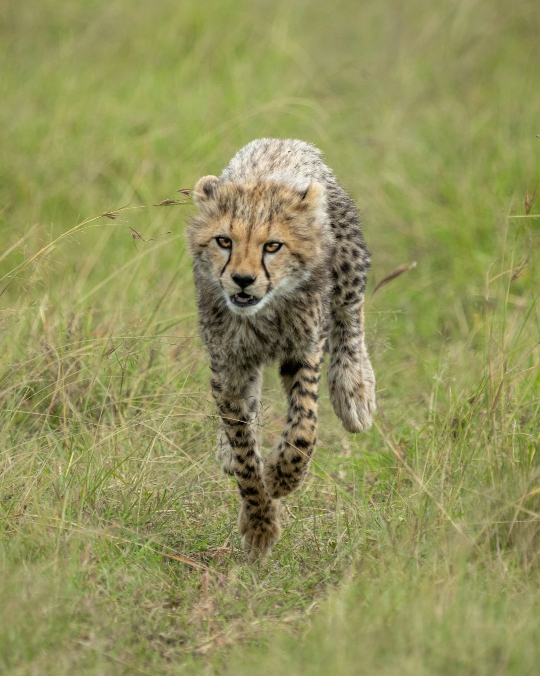 Instinctive Signs: Predator Mirrors (Image Credits: Unsplash)