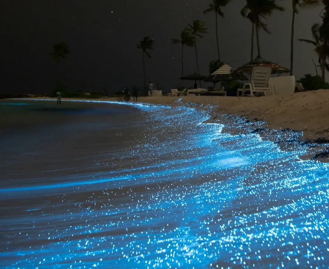 How Humans Are Harnessing Bioluminescence (Image Credits: Unsplash)