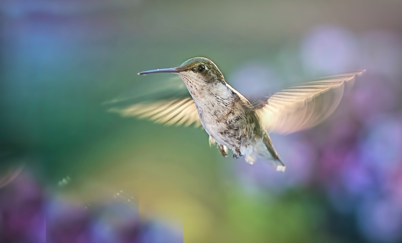 The Hummingbird: Tiny Powerhouse of Endless Motion (Image Credits: Pixabay)
