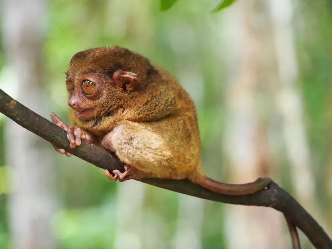 #11 The Pygmy Tarsier: Tiny Primate from the Mists of the Mountains (Image Credits: Unsplash)