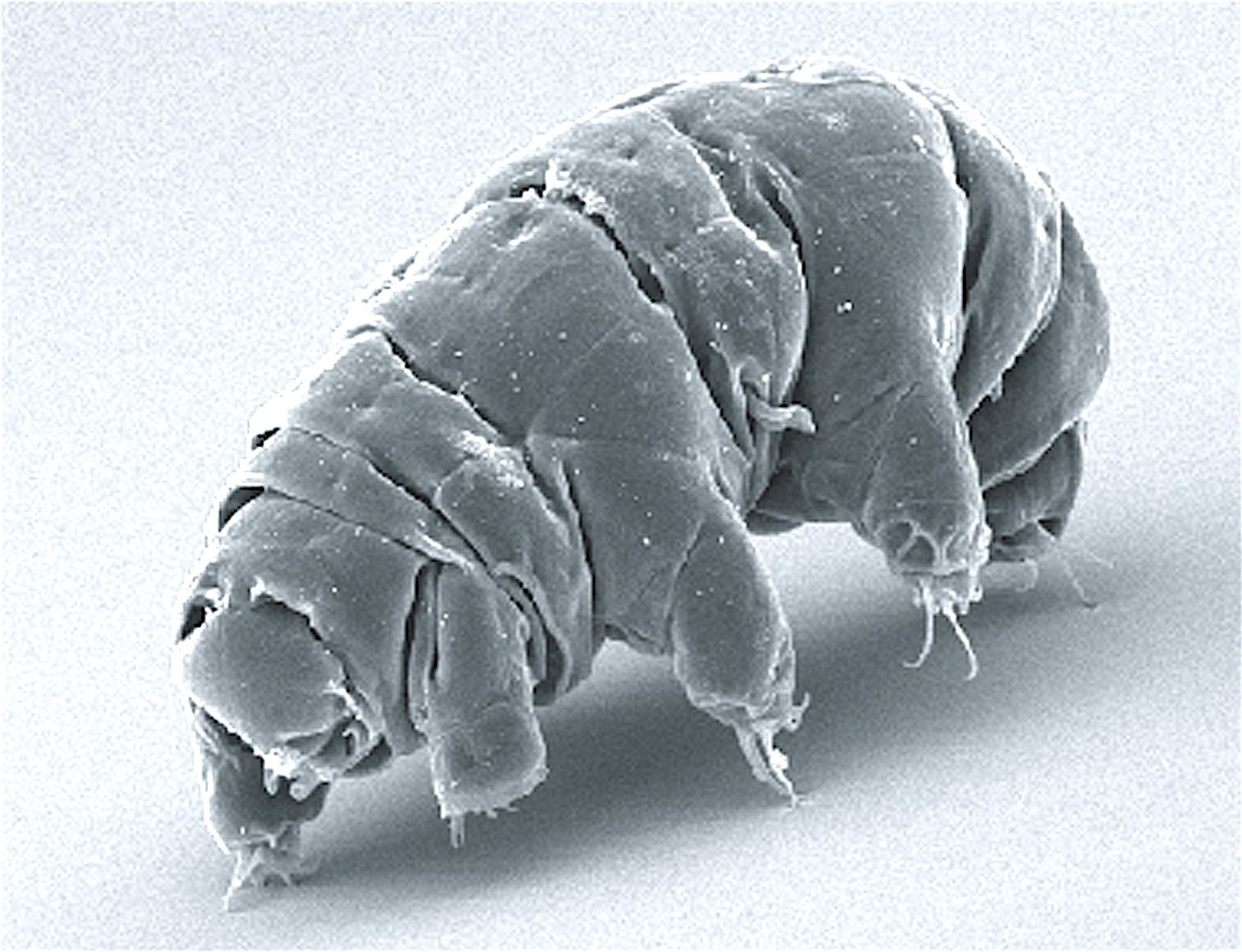 Meet the Microscopic Survivor (Image Credits: Wikimedia)