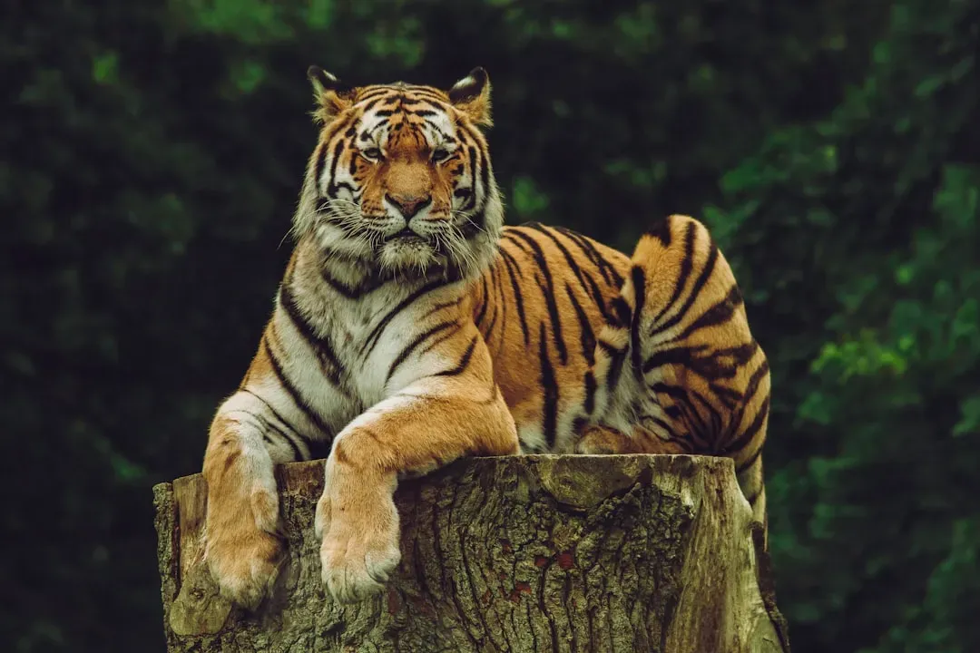 8. Tigers: A Global Icon Slowly Clawing Back Numbers (Image Credits: Unsplash)