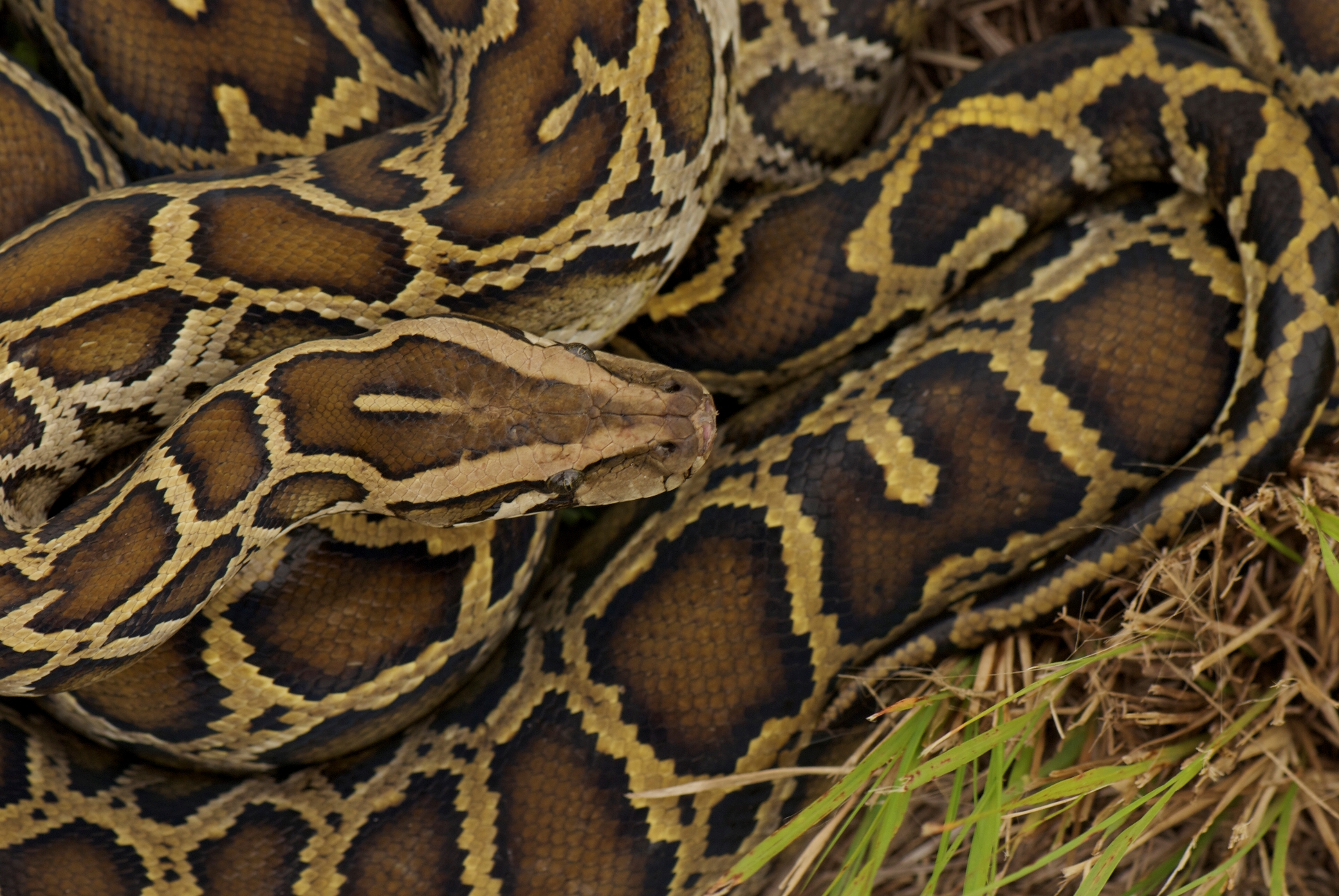 Shifting Food Webs (Image Credits: Wikimedia)