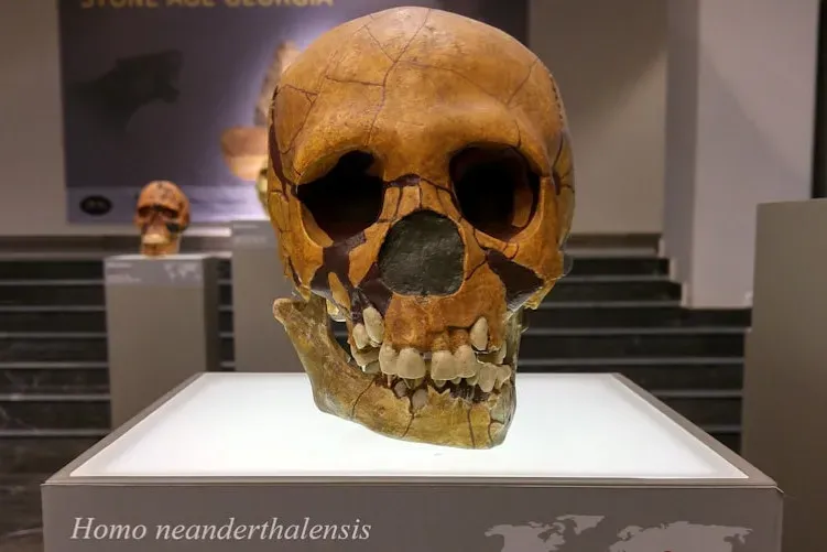 The Neanderthal Puzzle: Not Brutes, But Complex Cousins (Image Credits: Unsplash)